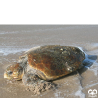 گونه لاکپشت سرخ Loggerhead Sea Turtle